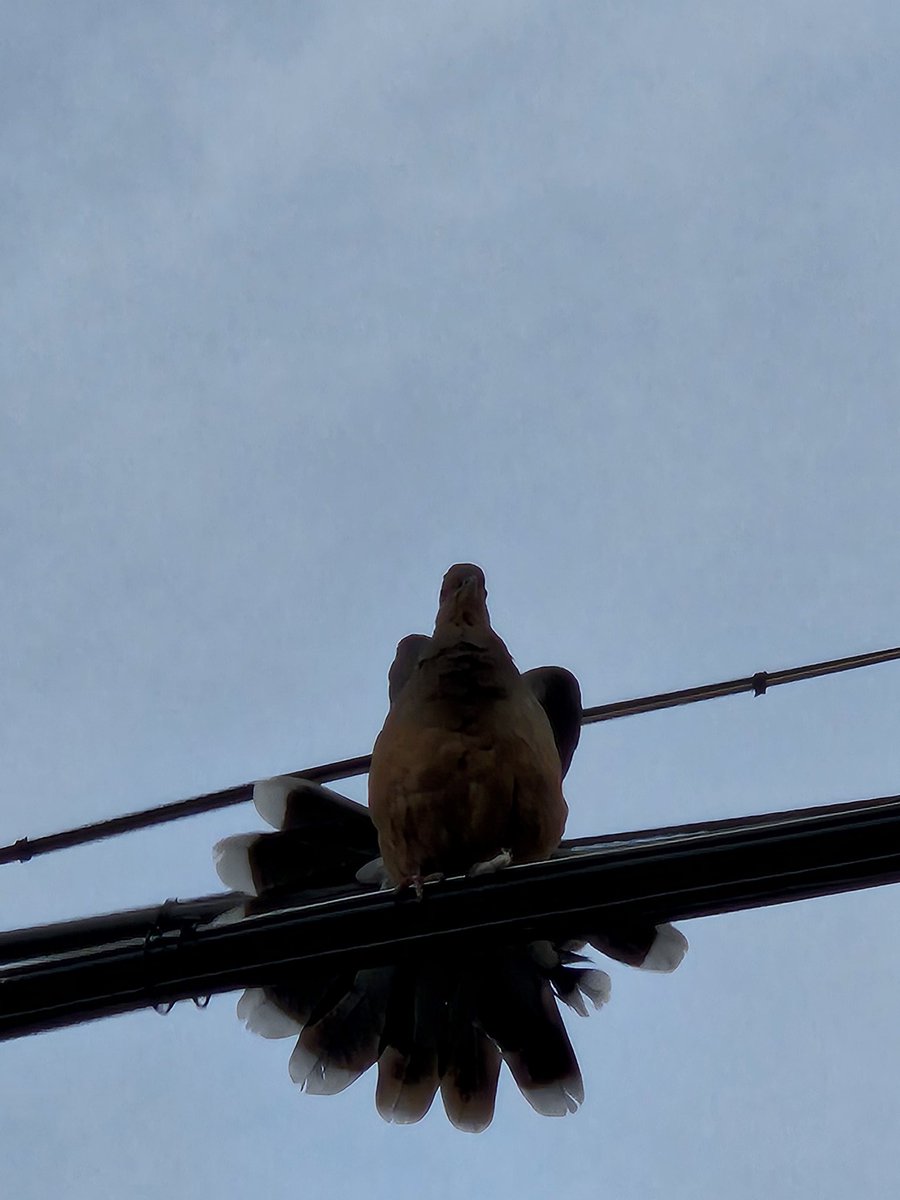 담배피다 새똥맞음..