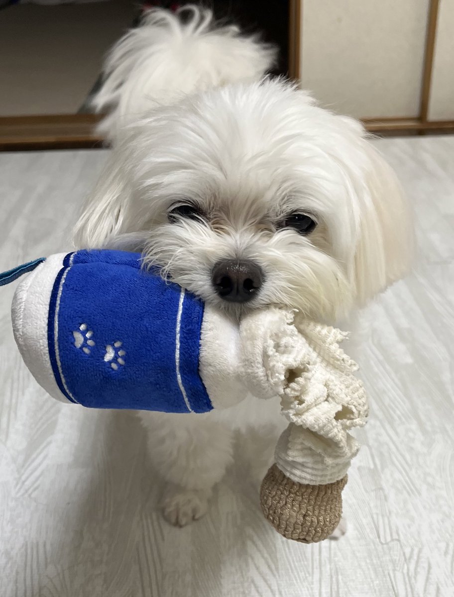 くぅちゃん (@_coo_1025_) / Posts / X