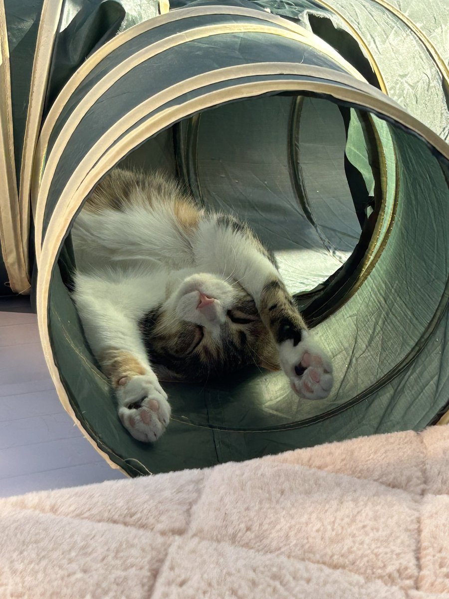 baninyan's tweet photo. トンネルの中で、こんななってるの可愛すぎる〜😍
 #猫のいるくらし  #猫の日常  #猫のいる生活  #猫かわいいね  #猫ちゃん https://t.co/S5wnddHaeh
