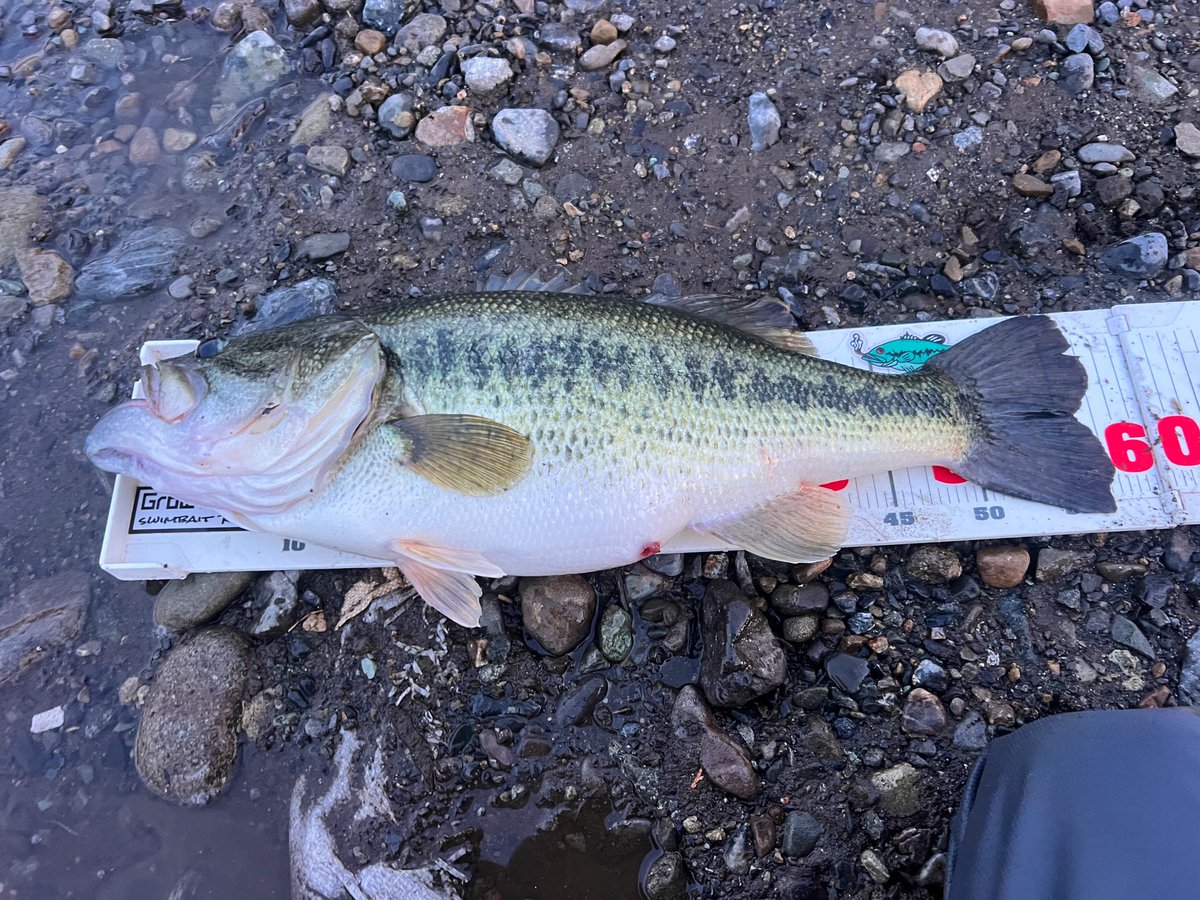 ikemenchitta's tweet photo. 今日のAMフィッシング🎣
今年はいい日に当たれて捉えられてる。
57cmの3120gと50cm。
沖をクルーズしてる天才達が口を使う一瞬のタイミング。
当たれば天国外せば地獄、、、
春やなぁ🌸 https://t.co/nDvpxUoGo2
