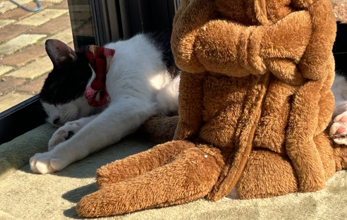 baninyan's tweet photo. 千ちゃんは木の根元でお休み中🤭

 #猫のいるくらし  #猫の日常  #猫のいる生活  #猫かわいいね  #猫ちゃん https://t.co/3KZey5RJbW
