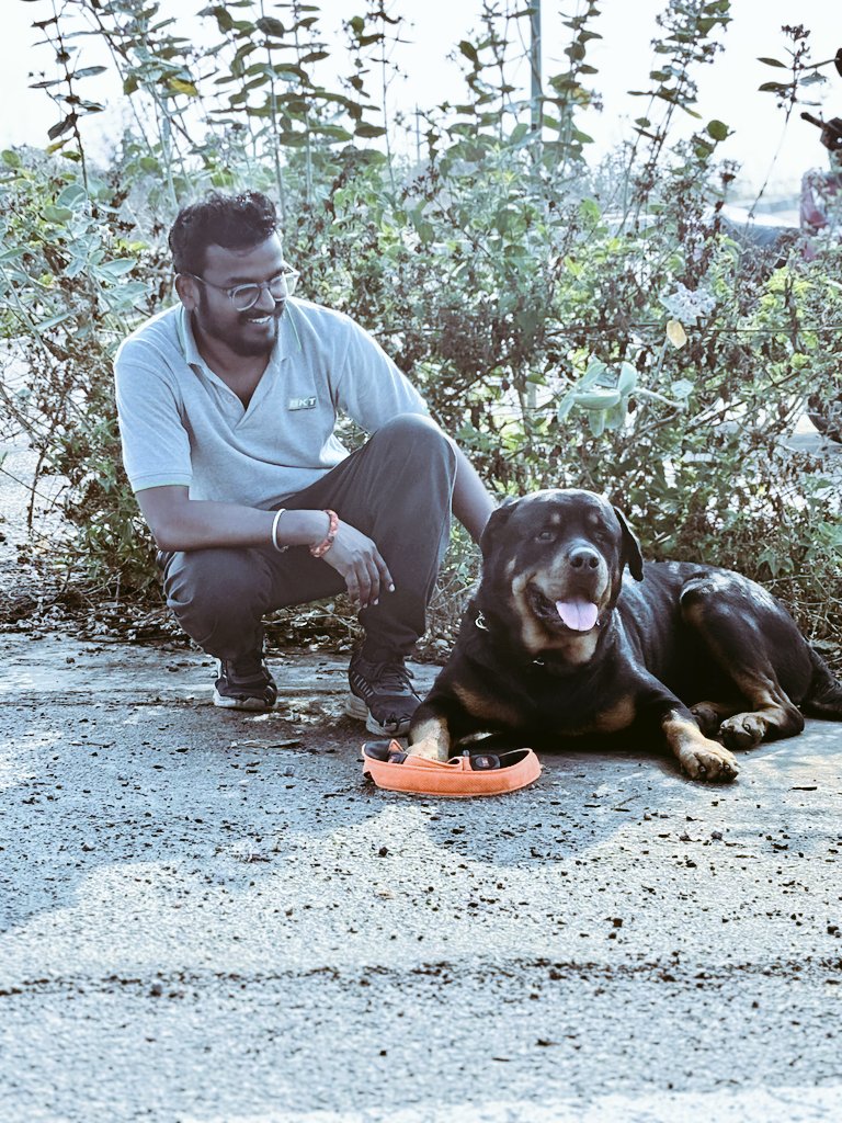 With #Rottweiler 
ರಾಟ್ ವೀಲರ್ ಬಗ್ಗೆ ಕೇಳಿದ್ದೆ , ಹತ್ತಿರದಿಂದ ನೋಡಿರಲಿಲ್ಲ.