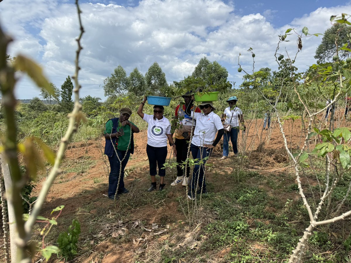 Juliet. K. Mubi (@julietmubi) on Twitter photo I with my <a href="/LubowaRotary/">Rotary Club of Lubowa</a> planted our balance. We have been able to plant 1500 tree seedlings of indigenous tree species. We are not only planting but growing these trees through intentional maintenance. <a href="/IKatwesige/">Issa Katwesige</a> . We are grateful to <a href="/NFAUG/">National Forestry Authority-Uganda</a> for supporting us with the seedlings. I with my <a href="/LubowaRotary/">Rotary Club of Lubowa</a> planted our balance. We have been able to plant 1500 tree seedlings of indigenous tree species. We are not only planting but growing these trees through intentional maintenance. <a href="/IKatwesige/">Issa Katwesige</a> . We are grateful to <a href="/NFAUG/">National Forestry Authority-Uganda</a> for supporting us with the seedlings.