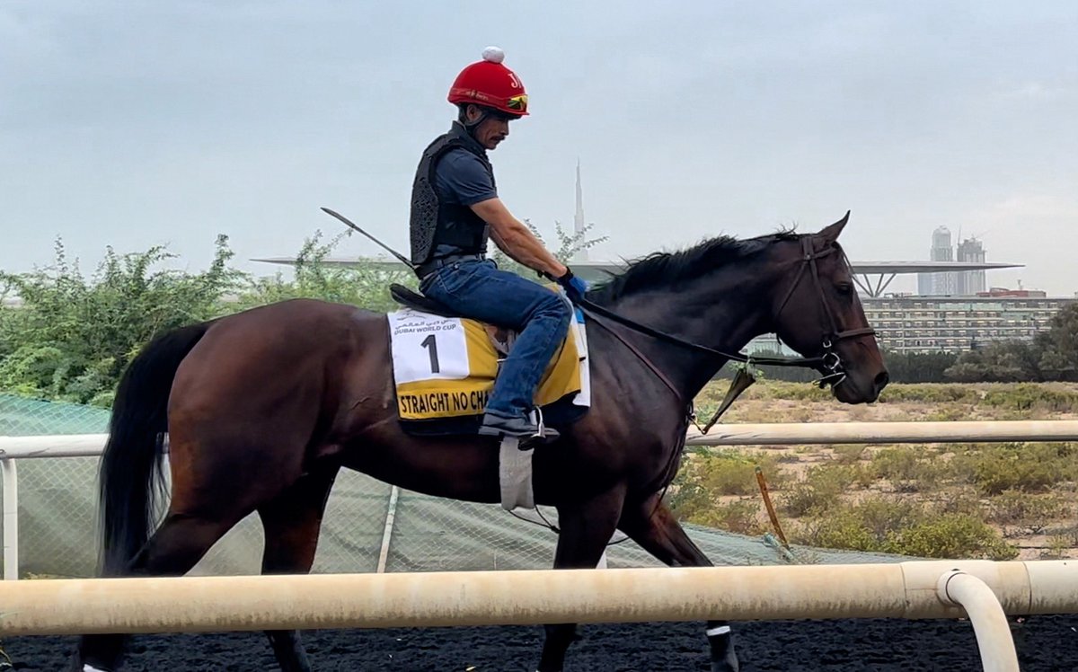 STRAIGHT NO CHASER after his penultimate Dubai Golden Shaheen (G1) breeze this morning at Meydan. #DWC25