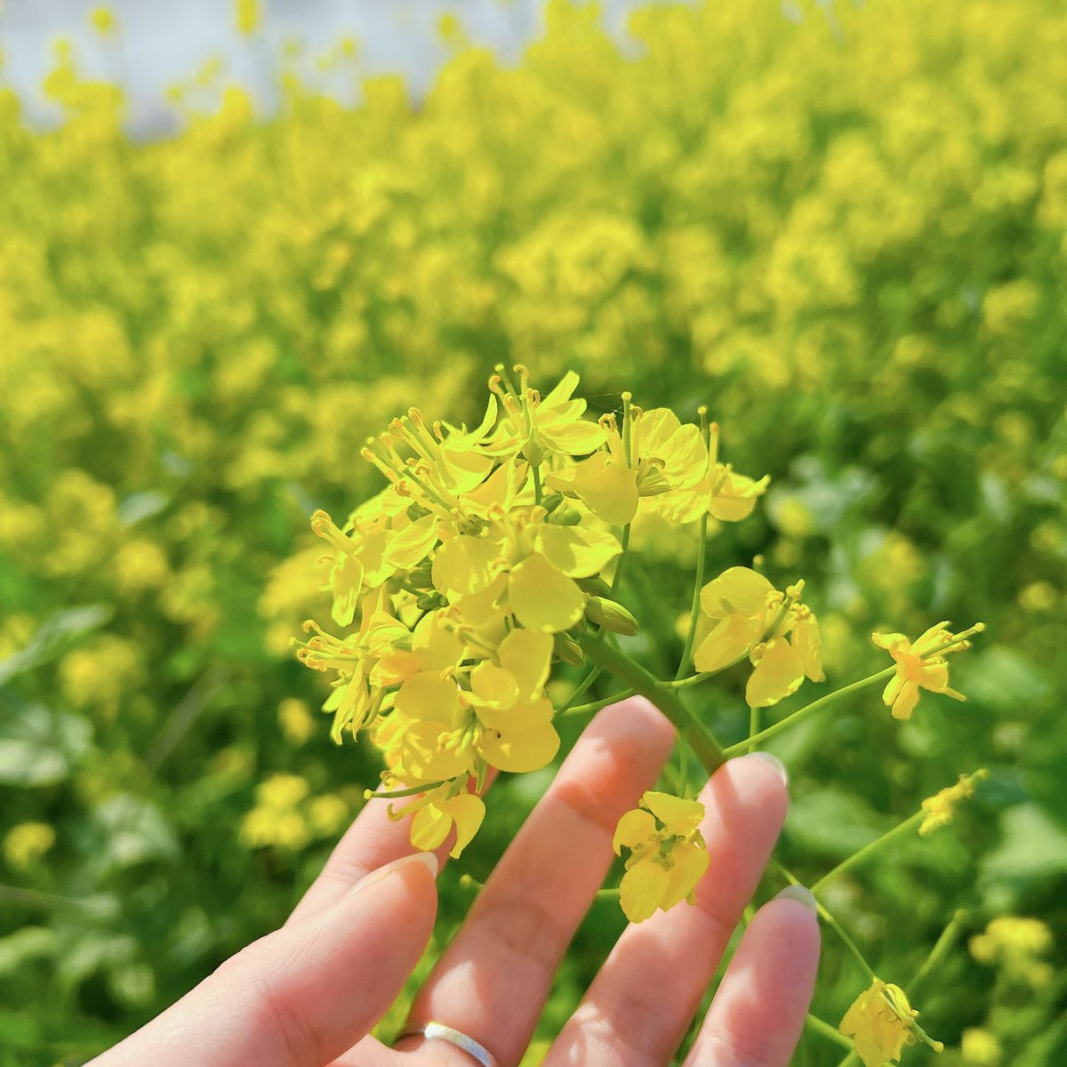 神田 ヨノ子 tweet media