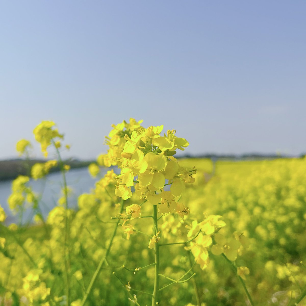 神田 ヨノ子 tweet media