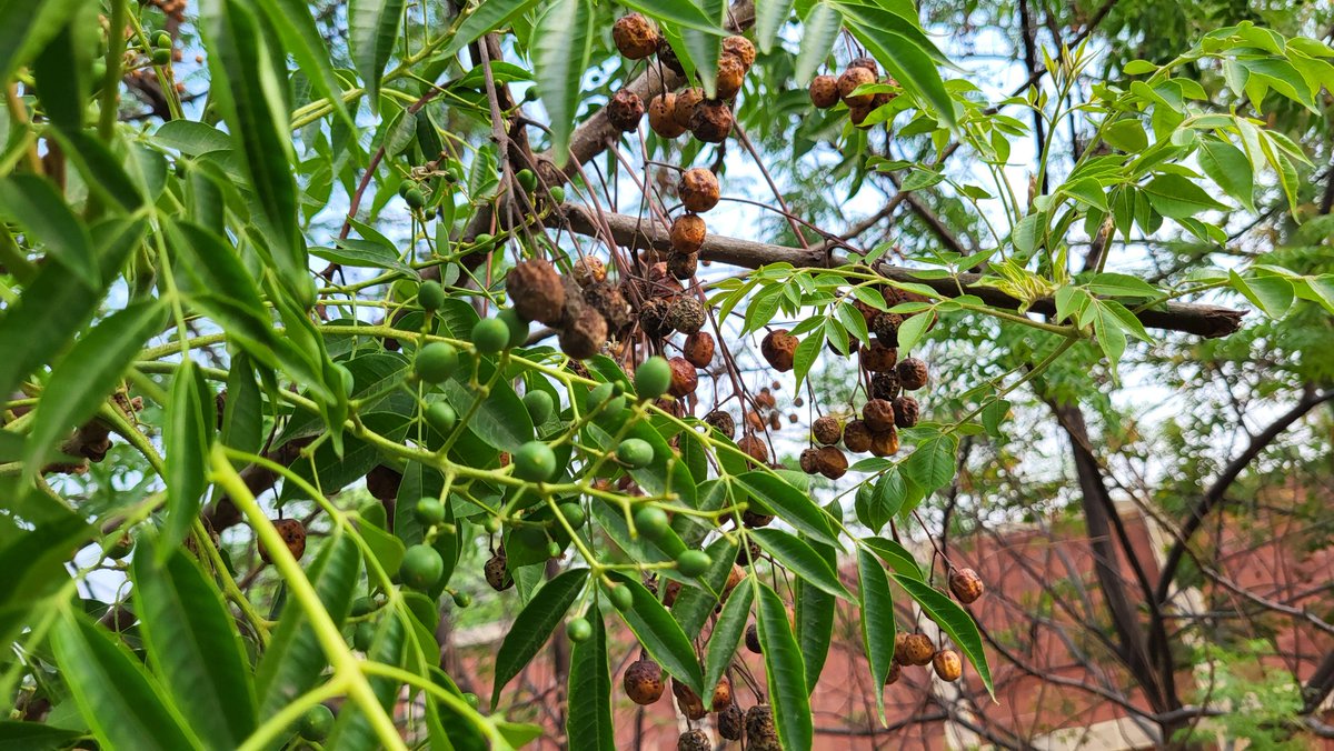 Simbarashe Mudavanhu tweet media