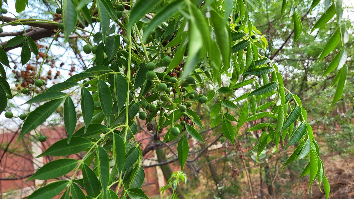 Simbarashe Mudavanhu tweet media