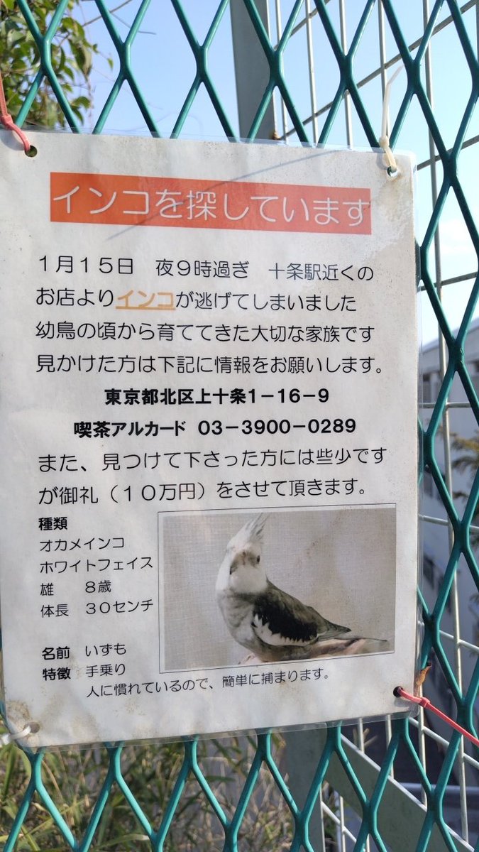 waniwanimani115's tweet photo. インコちゃんロスト張り紙見つけたのでシェア  #北区  #オカメインコ  #オカメインコロスト https://t.co/ZM3r22LIyR