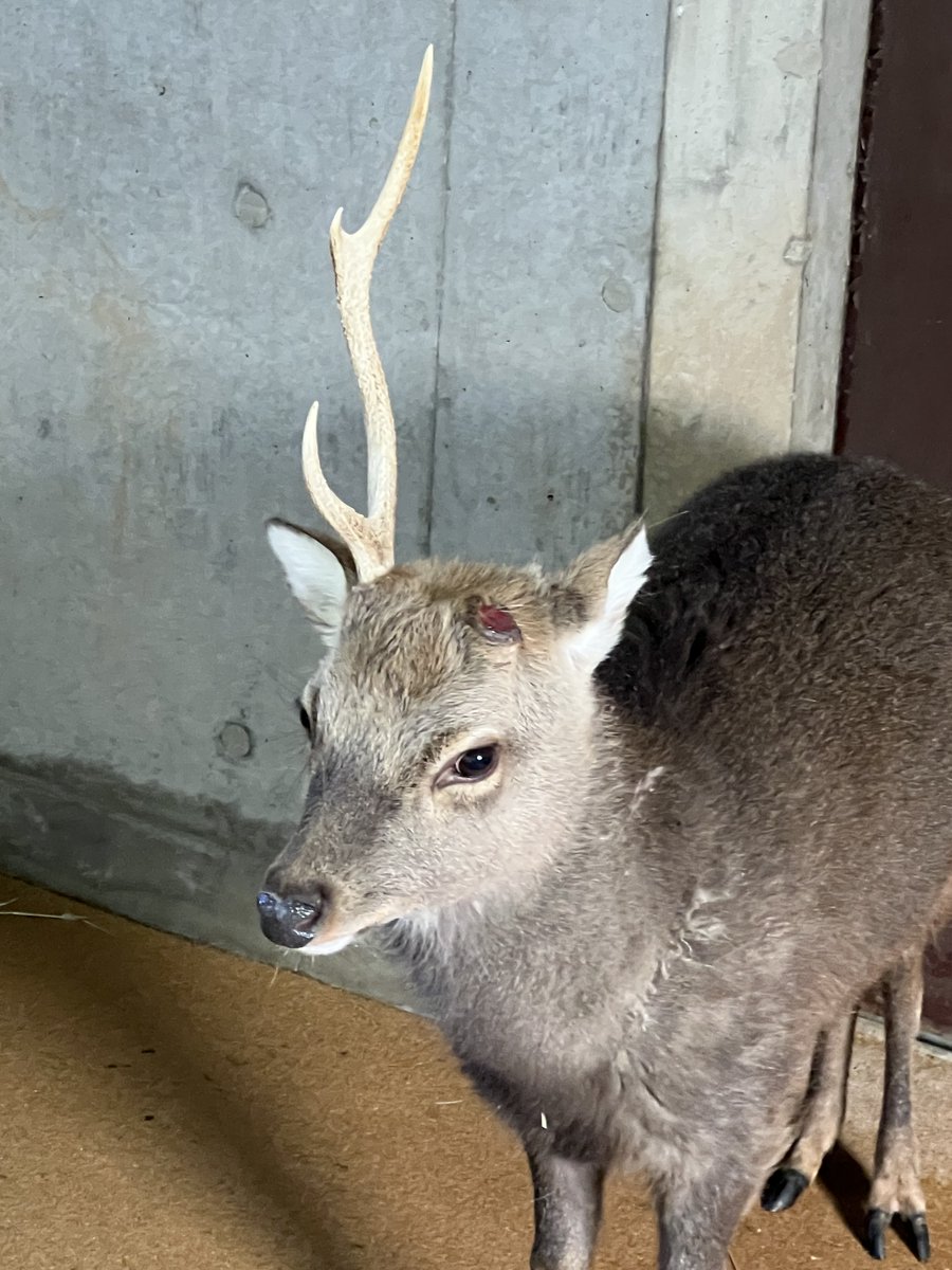 一昨日3/21の14時ごろにオスの #ヤクシカ の左の角が【落角（らっかく