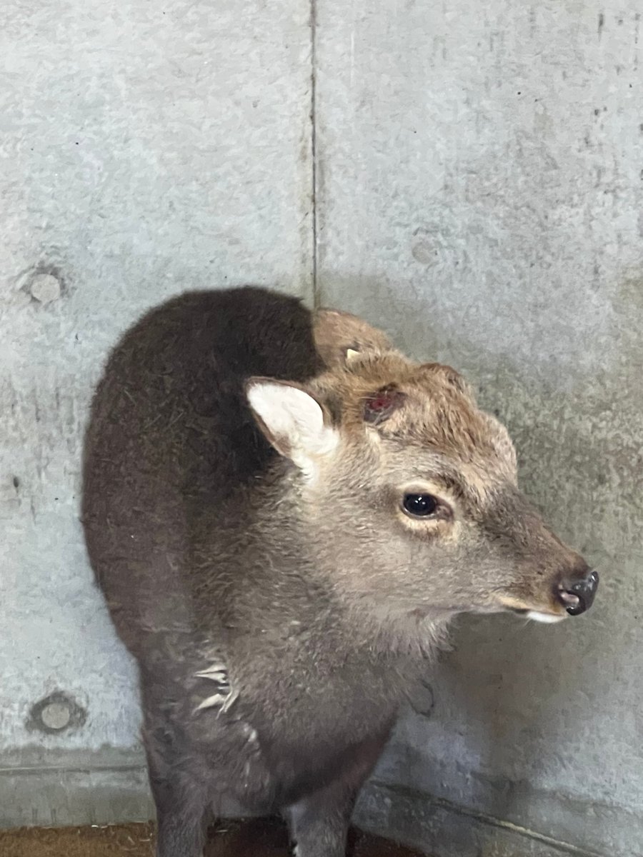 一昨日3/21の14時ごろにオスの #ヤクシカ の左の角が【落角（らっかく