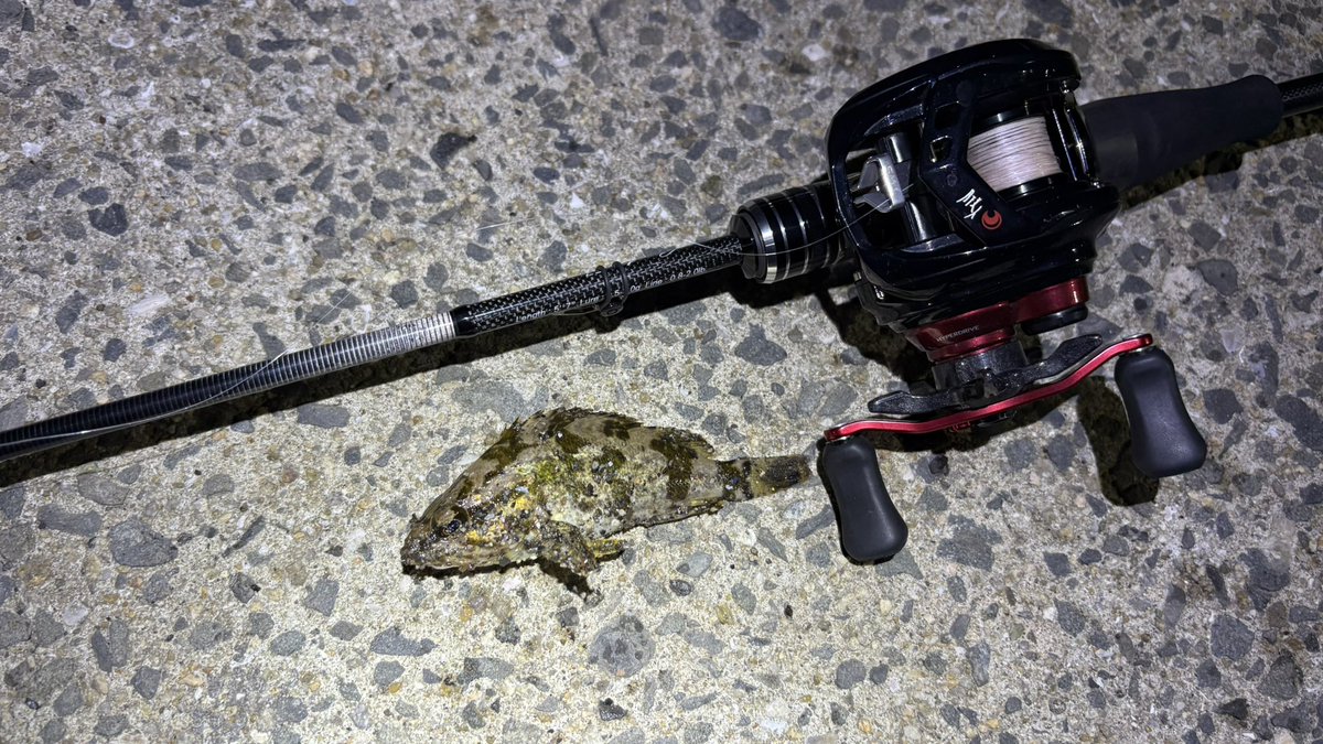 spiralmyheart's tweet photo. 今年の釣りはイマイチだなぁ。
#ソルトベイトフィネス
#ベイトメバリング
#ベイトアジング
#ClearBlue
#57BFAny
#Daiwa
#月下美人AIRTW
#ダークシャドゥEX
#DSEXC74
#アルファスBF https://t.co/gs5kkfHsIZ