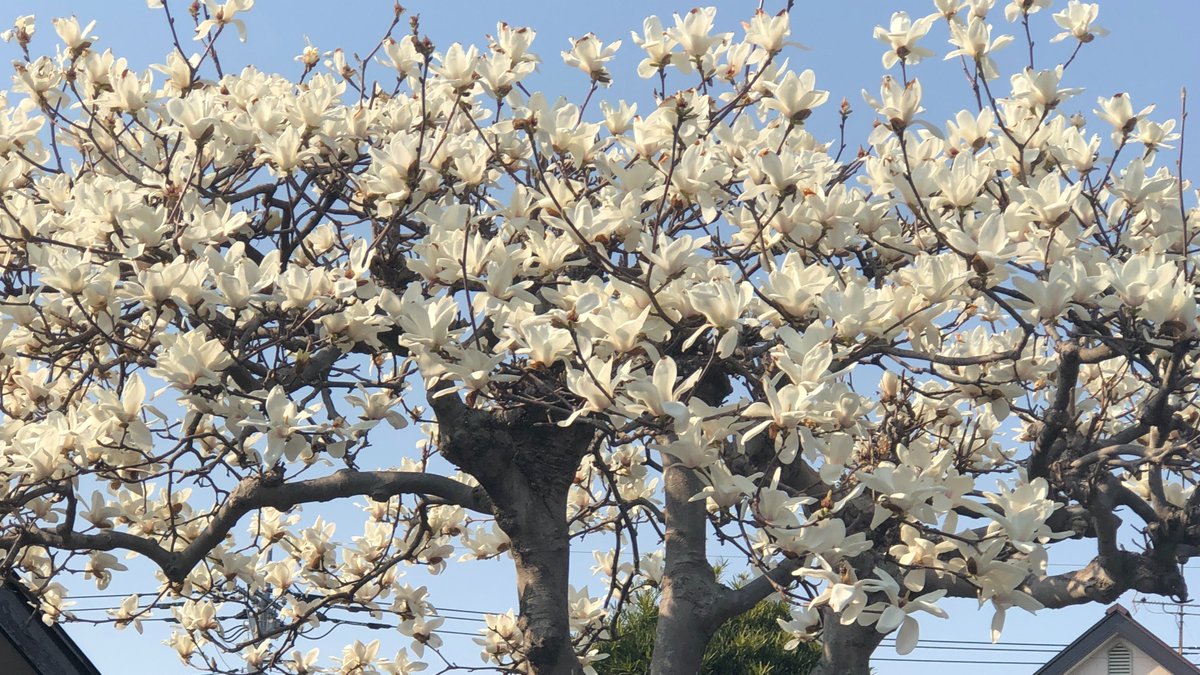 fortune_star_jp's tweet photo. フォーチュンスターの古屋です♪
本日は、家族で運動日🌸私は鼻水とくしゃみで途中リタイア😭 桜や花が咲き始め、蝶々も飛び始めて
本格的に春✨

#占い師募集　#副業するなら https://t.co/aKfm2TCLT4