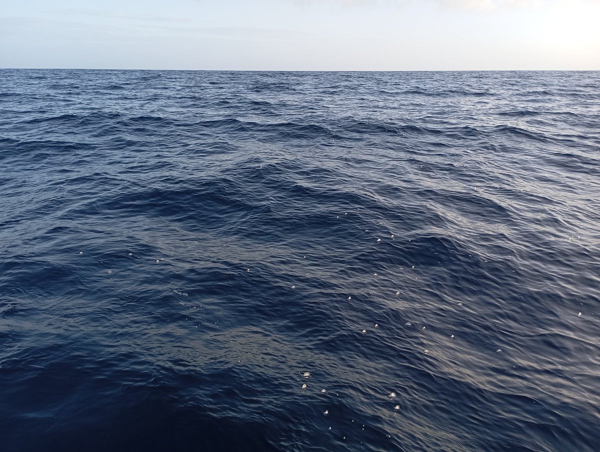 Amanece en la costa SE de Menorca, se puede observar unos ejemplares de Valella, es un pequeño Hydrozoo que se mueve a merced del viento y las corrientes.