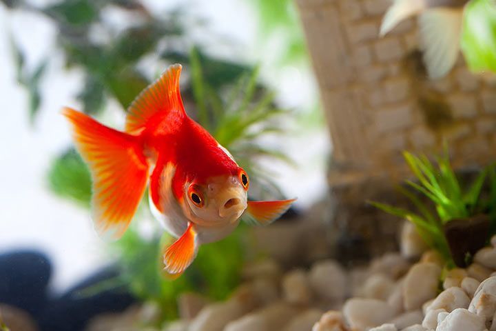 Carlo_on_air's tweet image. #Disney #SnowWhite #Jaws After the immense flop with “Snow White”, it would only be logical to make a remake of “Jaws” with a goldfish.