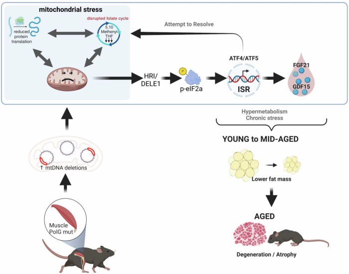 Mito_Therapy's tweet image. Good Sunday Mito-friends. Here a new selection of papers related to #MitochondrialMedicine presorted by
@Bims_BiomedNews
biomed.news/bims-mitmed/20…
biomed.news/bims-mitmed/20…
Mitochondrial damage in PolG mutant mice activates the ISR and disrupts the mitochondrial folate cycle
