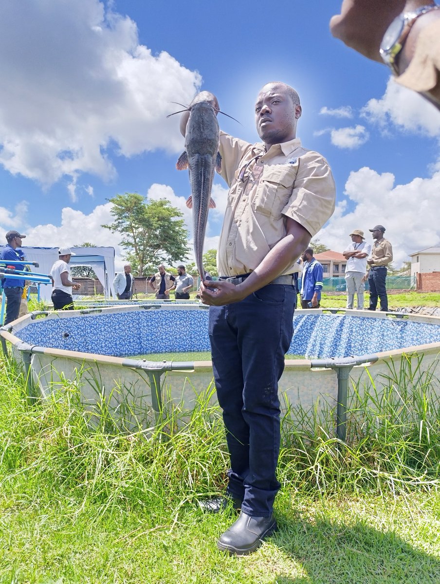 milton_makumbe's tweet photo. HOOKED on growth! Just toured Zimbabwe Catfish Growers Farm and I'm convinced: we're reeling in a US$1 BILLION economy from #AfricanCatfish farming! #Aquaculture #EconomicGrowth #Diversification #Sectortour https://t.co/DClZx10bLu