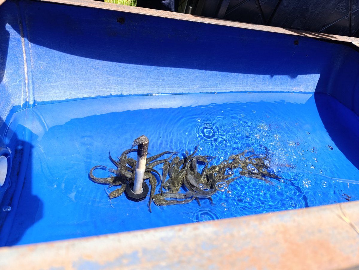 milton_makumbe's tweet photo. HOOKED on growth! Just toured Zimbabwe Catfish Growers Farm and I'm convinced: we're reeling in a US$1 BILLION economy from #AfricanCatfish farming! #Aquaculture #EconomicGrowth #Diversification #Sectortour https://t.co/DClZx10bLu