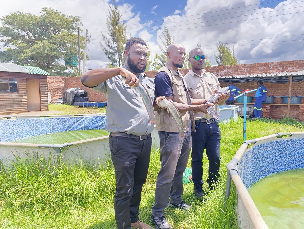 milton_makumbe's tweet photo. HOOKED on growth! Just toured Zimbabwe Catfish Growers Farm and I'm convinced: we're reeling in a US$1 BILLION economy from #AfricanCatfish farming! #Aquaculture #EconomicGrowth #Diversification #Sectortour https://t.co/DClZx10bLu