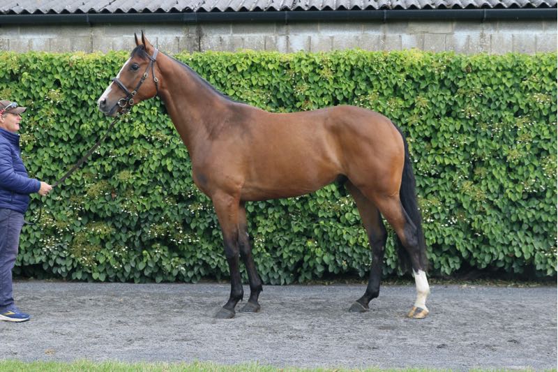 Tattersalls Ireland tweet media