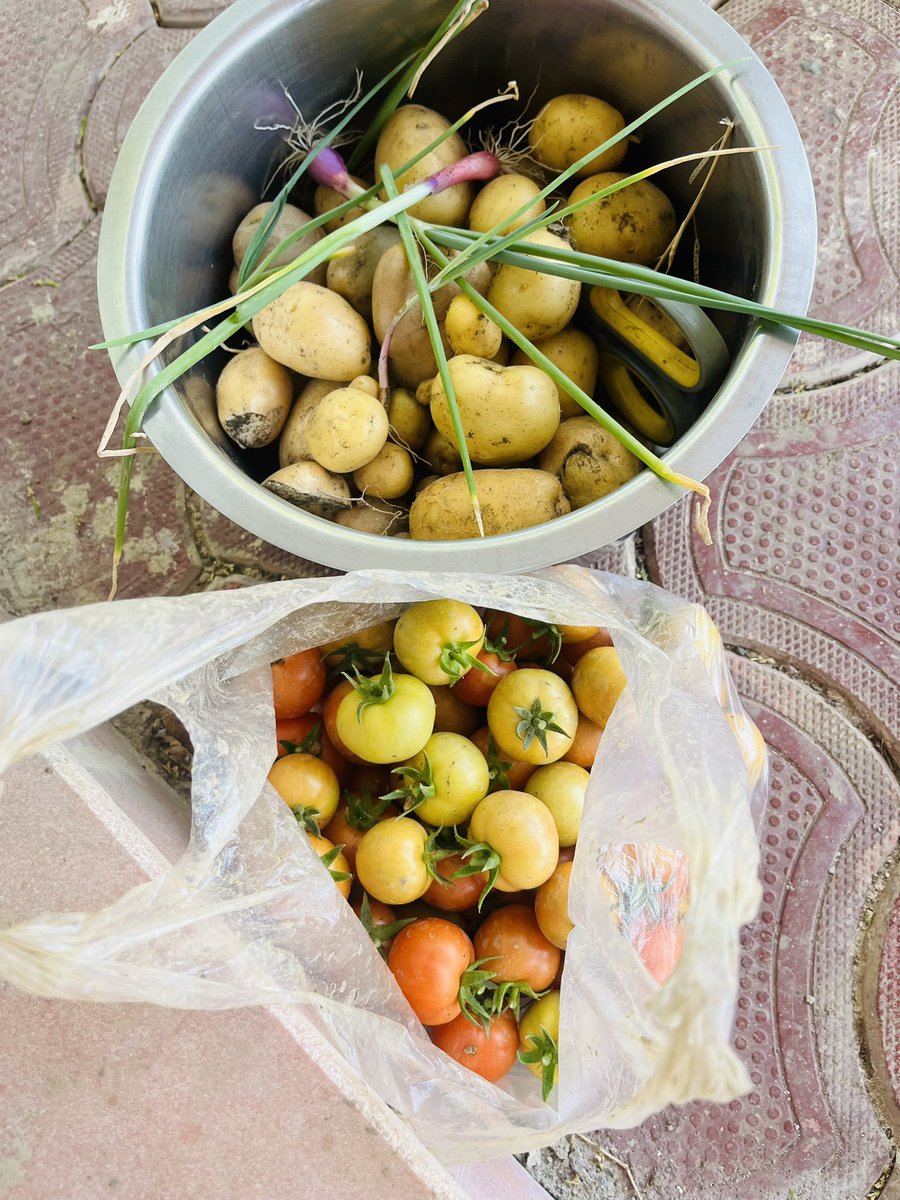 sidds2012's tweet photo. @prakashraaj Sir, It’s incredible and indeed a fun doing so!!!
#Organic #SelfGrown #HandPlucked https://t.co/bXvkJe4VSo