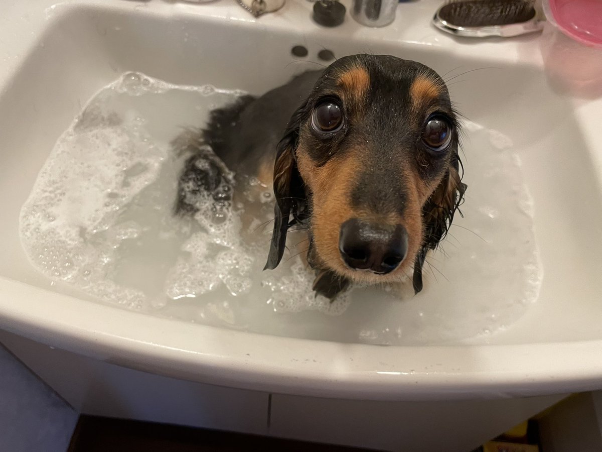 ロイくん🐶Mダックス♂ (@roiroi_reon02) / Posts / X