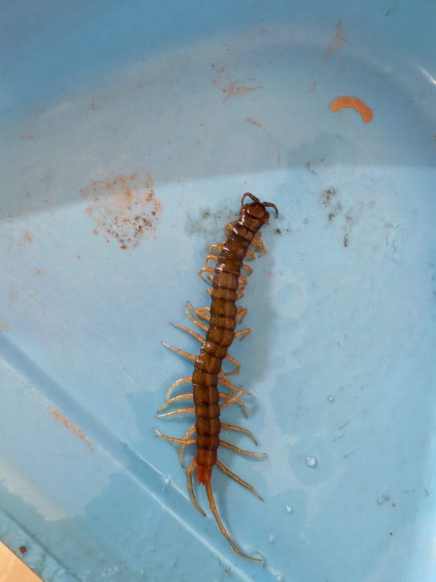 manchou__69's tweet photo. A near death experience!! While
Unboxing this Jade plant from the brand @Ugaooindia my mother almost got bitten by this centipede. 
@Ugaooindia kindly look into this 
#customercare #customersafety #ugaoo https://t.co/h7iZ3qLRnN