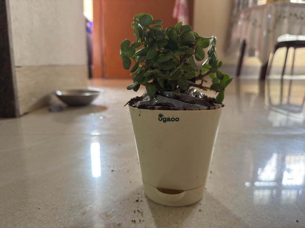 manchou__69's tweet photo. A near death experience!! While
Unboxing this Jade plant from the brand @Ugaooindia my mother almost got bitten by this centipede. 
@Ugaooindia kindly look into this 
#customercare #customersafety #ugaoo https://t.co/h7iZ3qLRnN