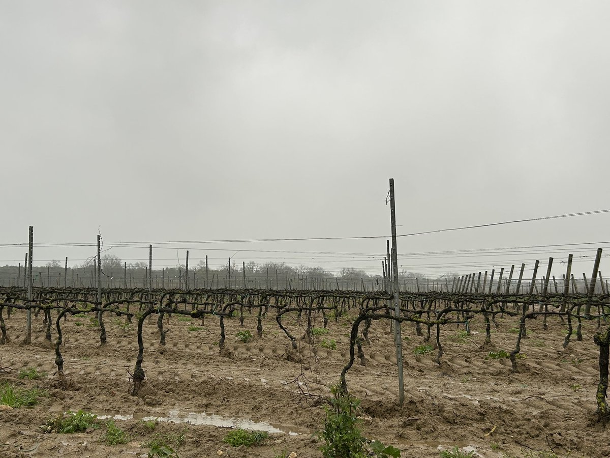 TeiaG2012's tweet photo. Aquestes pluges ara són un regal també per les #vinyes de l’#AltEmpordà. Caldrà estar atents però perquè una primavera plujosa pot ser també un detonant de #mildiu a partir de la brotació… https://t.co/rble4COJP1