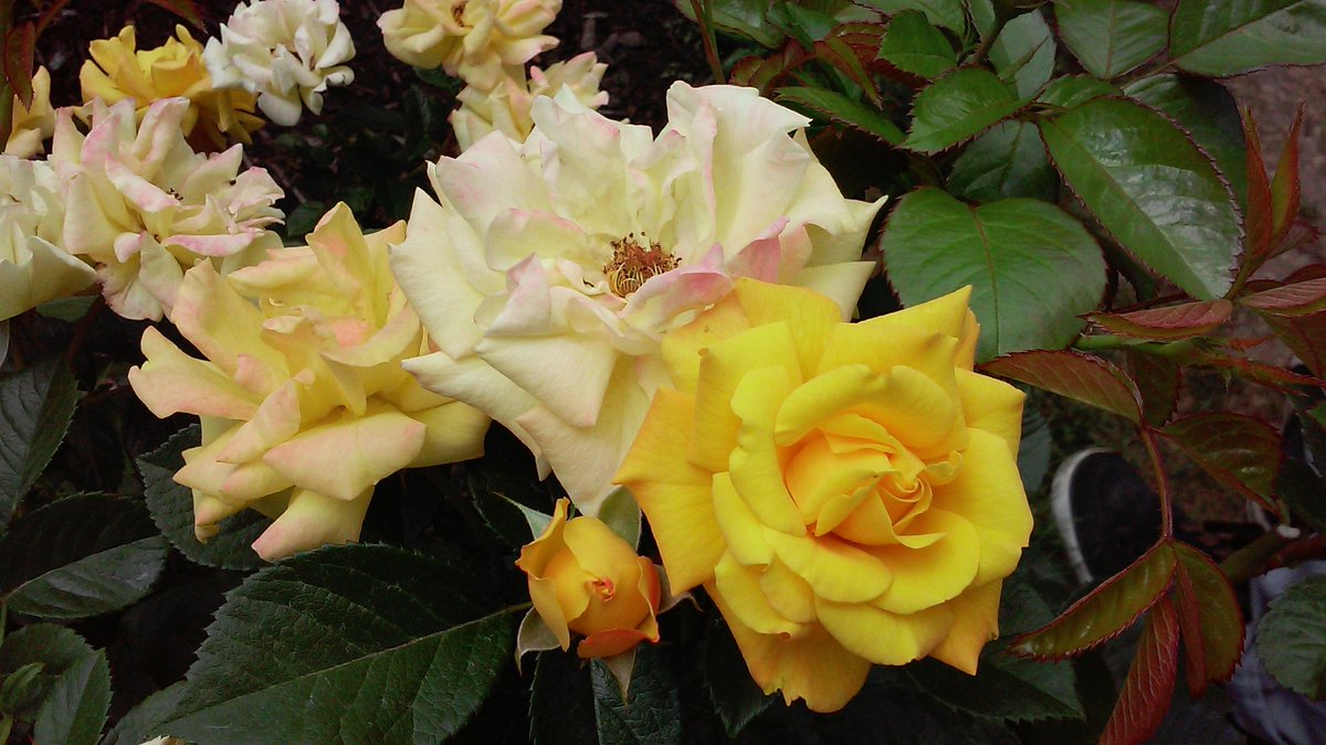 #SomethingBeautiful Yellow roses in Portland