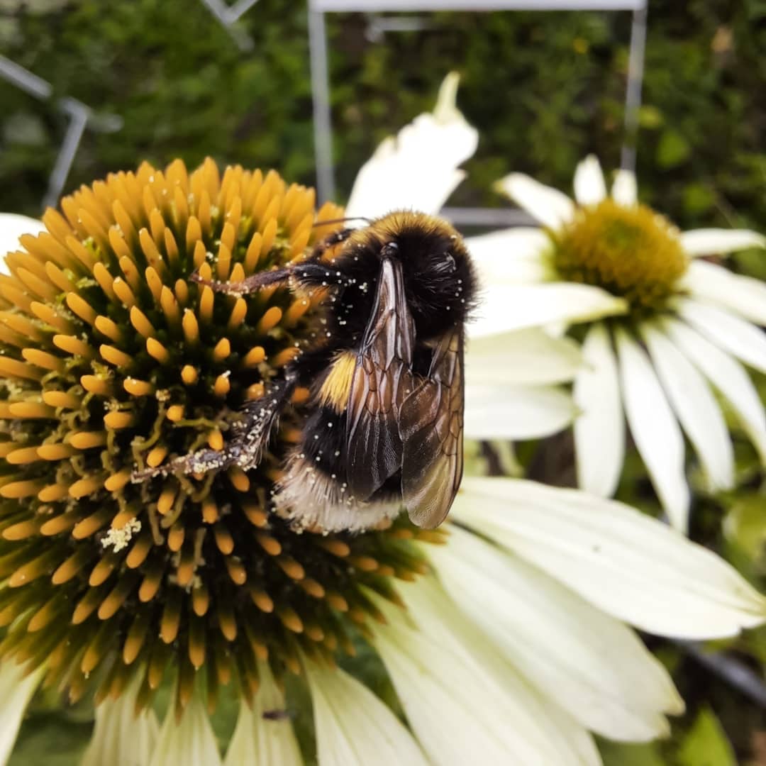 23pater's tweet image. Goedemorgen @wbos54 
#Dag23 vandaag de 
#Zonnehoed #Echinacea
#ElkeDagEenBloem 
🐝