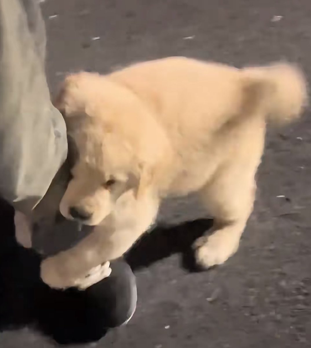 23 มีนาคมวันหมาเด็ก มีม๋าเถอะน้า เอาผมไปอยุด้วยน้า