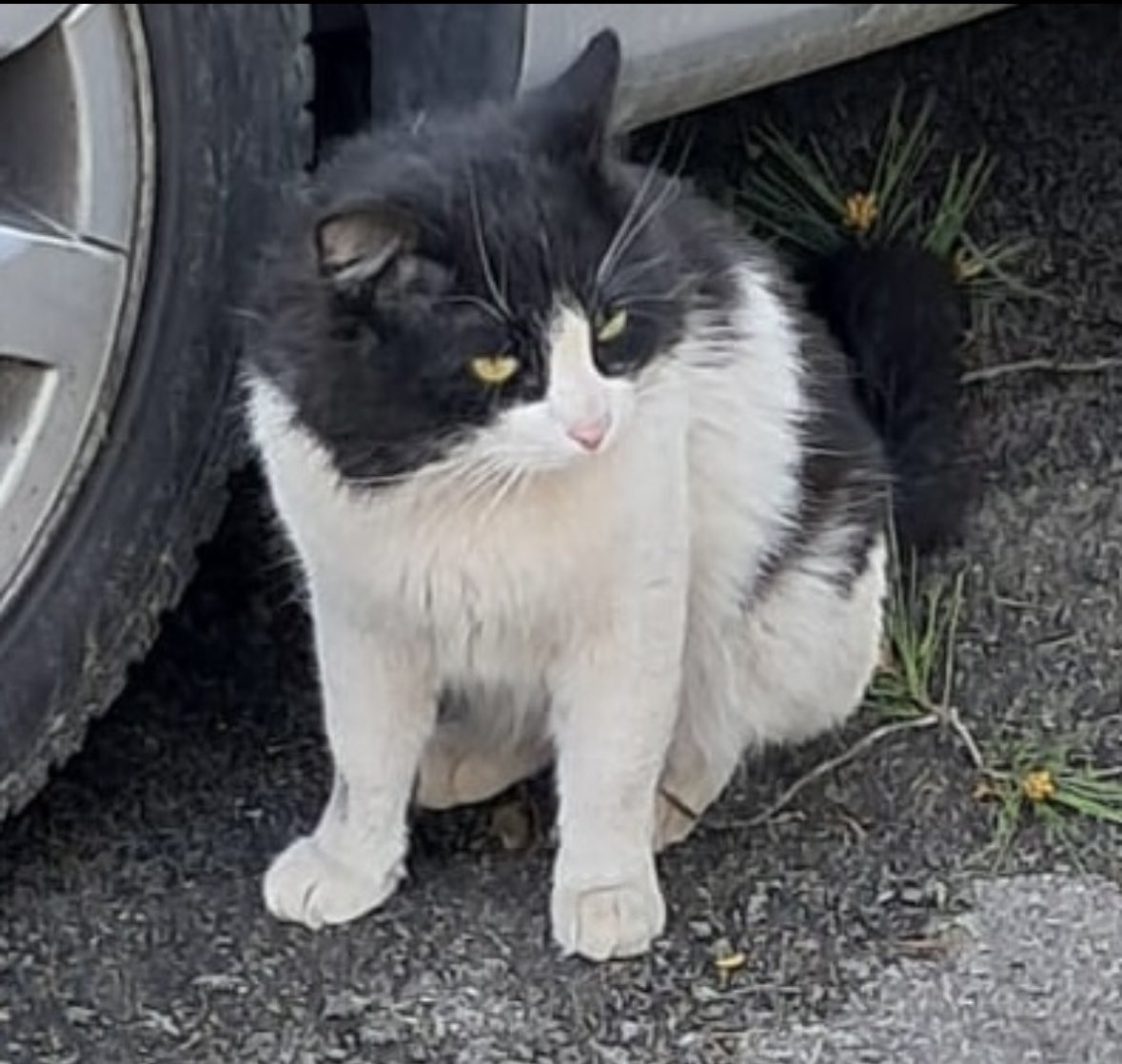 PLVNG's tweet photo. 🐱 Aquest gat porta setmanes al pati de Prefectura. No és feral, té dos collars antiparasitaris però no porta xip.
🔍 Pensem que podria estar perdut.
Si algú el reconeix, que ens contacti! 🙏💙 #AnimalsPerduts #Col·laboracióCiutadana https://t.co/chY5yBV1eJ