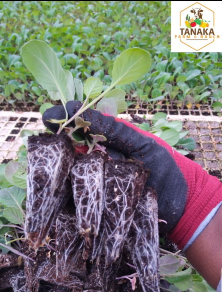 corporatefarmg1's tweet image. PLEASE NOTE

We are not open on Sundays and for all communication or placing of seedling orders kindly use WhatsApp messaging ONLY

+263 783025005

We plant seedlings on order only, when there are extras these are advertised on this platform.

Grateful for your support 
#farming