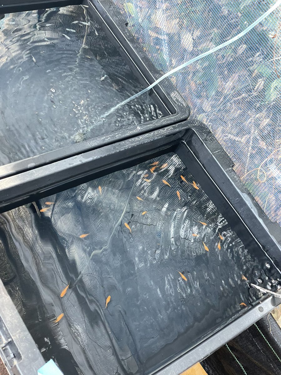 LANLANLANCOM's tweet photo. 今日は暑い😲

やはり、クリアウォーター気持ちいい🌱 https://t.co/EavFyIikW7