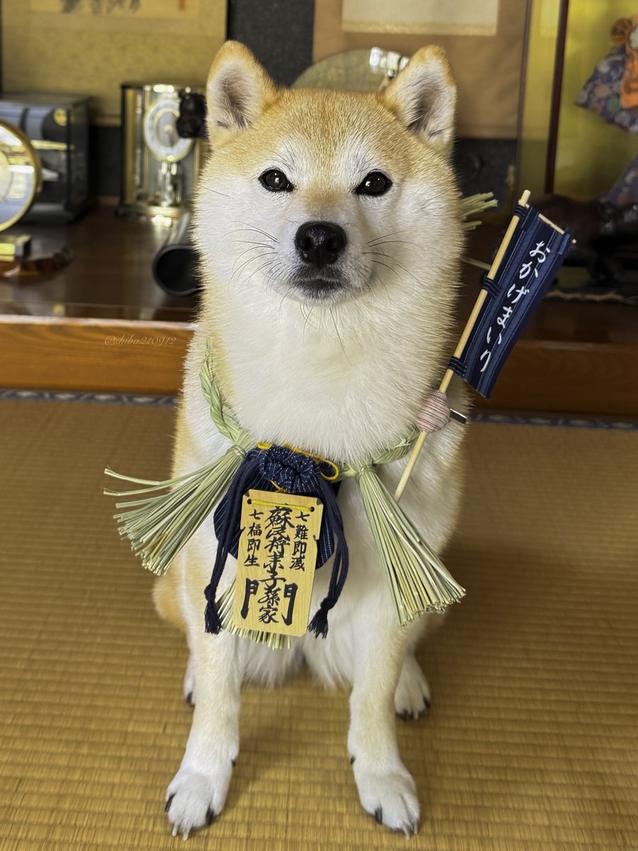 柴犬もも (@shiba210912) / Posts / X