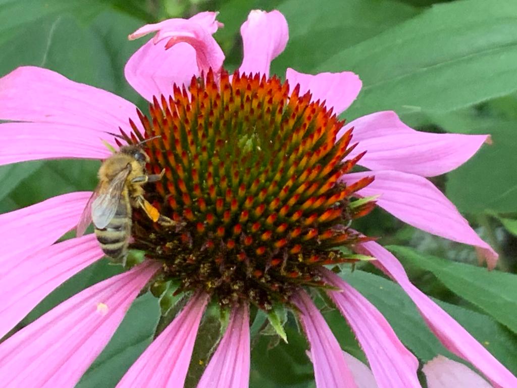 HettieZurMuhlen's tweet image. Goedemorgen, een bloemetje voor jullie🌸 Ik weet niet helemaal zeker of t mijn eigen foto is🤷‍♀️denk t wel. Fijne zondag ☕️
#Zonnehoed #Echinacea
#ElkeDagEenBloem @wbos54 #fotochallenge