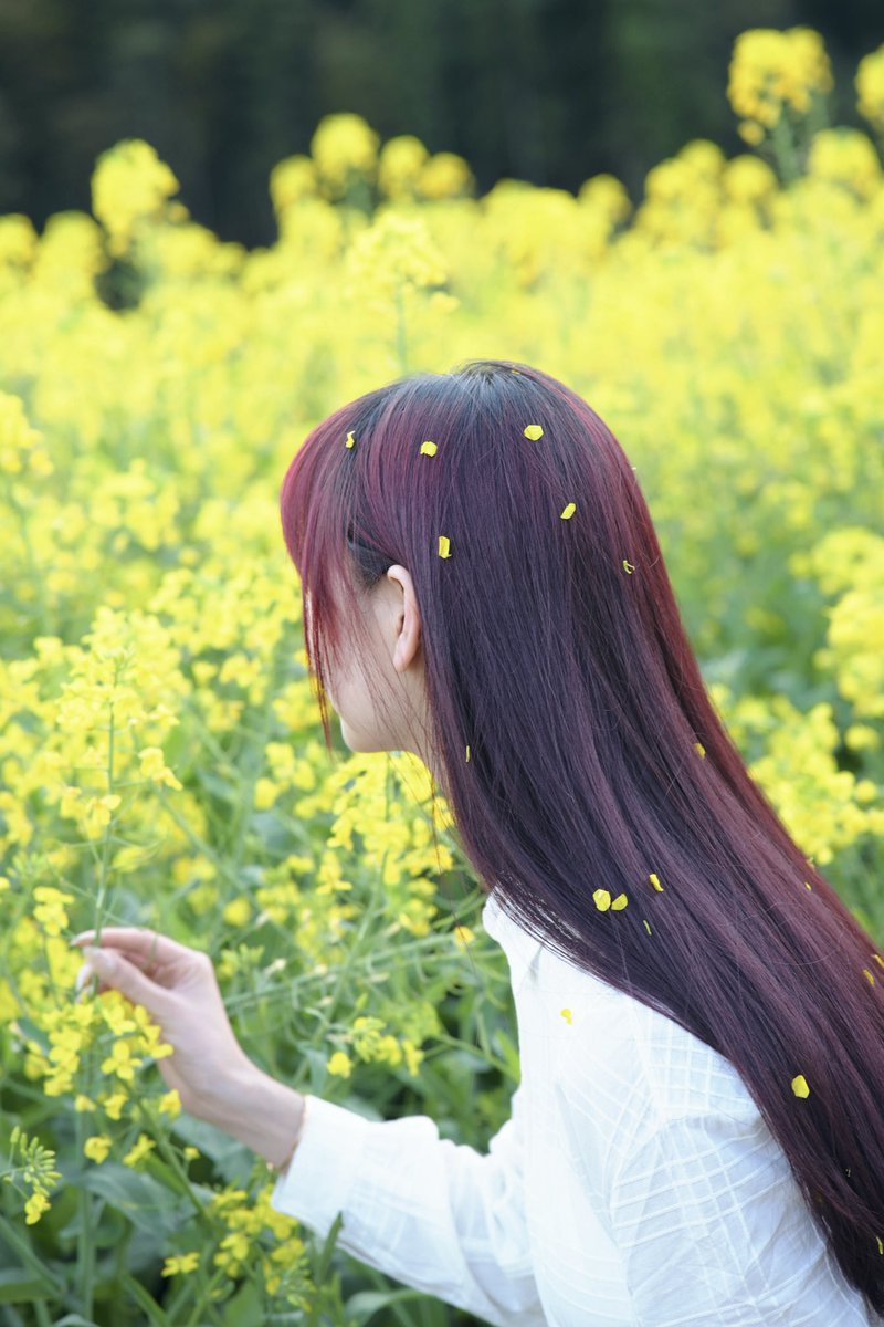 Nannn_one's tweet photo. 故事的小黄花🌼 #spring https://t.co/DpAti9QcMP