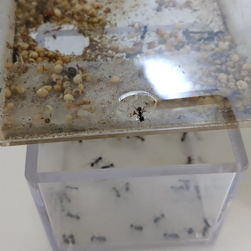 Nature_Aririn's tweet photo. クロナガアリの餌場を掃除しました🐜

今までは餌場にいる蟻を別のケースに移すのが大変でしたが、このようにしたらほぼ自動で移動出来たので楽になりました😂

餌場も綺麗になりました✨
クロナガアリは大人しくて、石膏巣も綺麗に使ってくれるので初心者にもオススメですね🐜 https://t.co/QYmWTkas9q