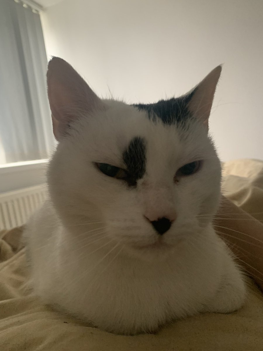 目が覚めるとジョンにゃんが僕の上で寝ていた😺
彼は昨夜こっそり侵入したに違いない😼
彼は僕の猫ではありませんが、僕は彼のお気に入りの叔父さん😻😆