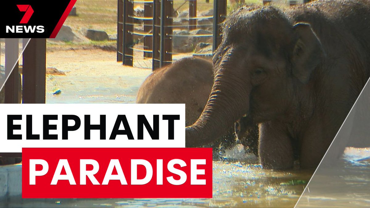 7NEWS Melbourne (@7newsmelbourne) on Twitter photo Melbourne's beloved Asian elephants are ready to welcome visitors to their new home at Werribee Zoo, just in time for the school holidays.
The new 88-million-dollar sanctuary is expected to attract an extra 250,000 visitors every year. youtu.be/E2uZ0z4TLZo <a href="/KristyMayr7/">Kristy Mayr</a> Melbourne's beloved Asian elephants are ready to welcome visitors to their new home at Werribee Zoo, just in time for the school holidays.
The new 88-million-dollar sanctuary is expected to attract an extra 250,000 visitors every year. youtu.be/E2uZ0z4TLZo <a href="/KristyMayr7/">Kristy Mayr</a>