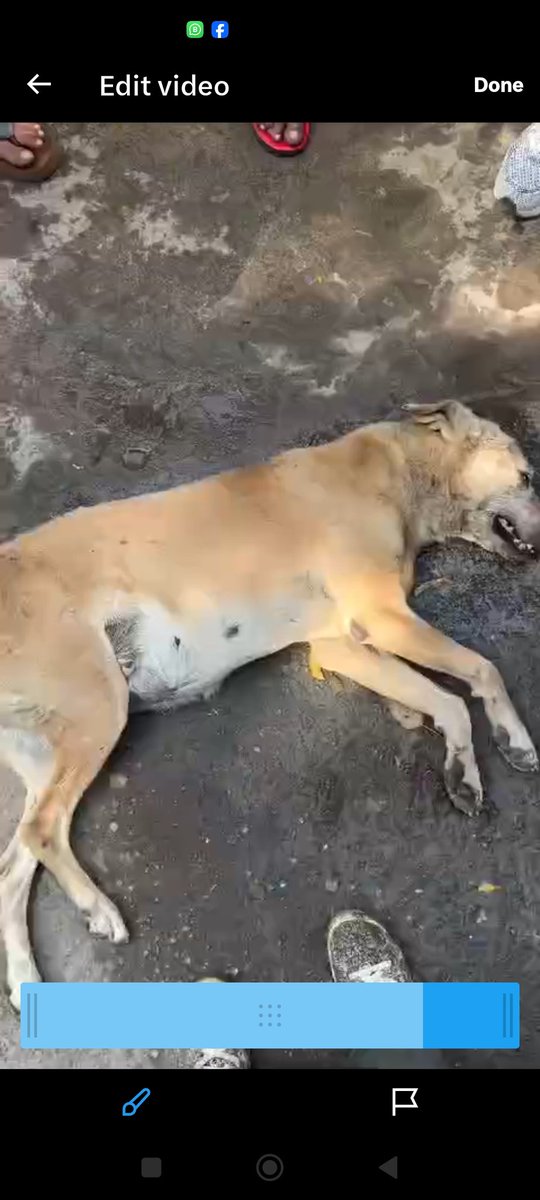 amandeeps923's tweet photo. @ajassy We demand regin of #sushanta #Mohanty #Amazon #directer he kill voiceless by his car @dtptraffic @CPDelhi impound his car and cancel his driving licence for life time because his not capable to drive he accepted in video he kill the dog register a F.I.R as pr law. https://t.co/dzTuTxaBxZ