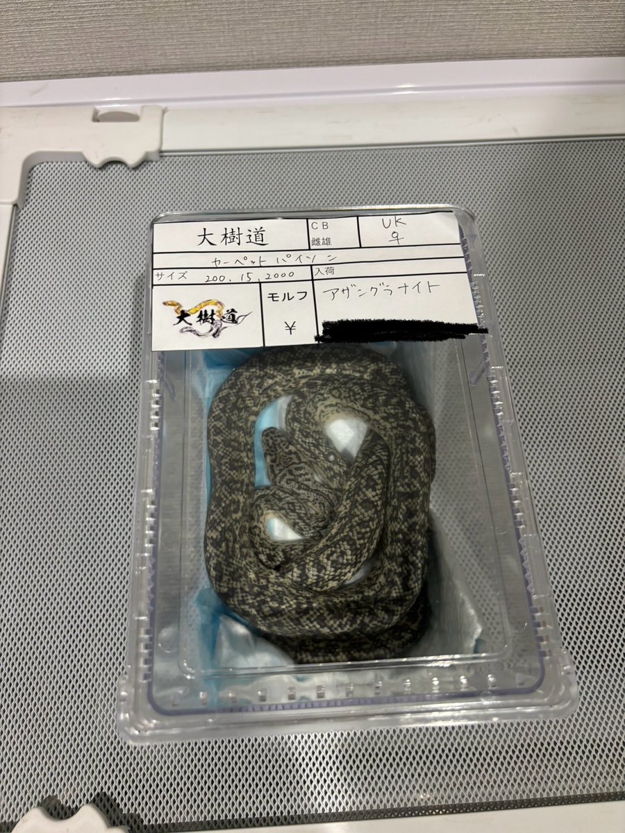 EXPOでの戦利品！！
アザングラナイトのメスと、ゴライアスピンクフット！

<a href="/Daizyu_lepis/">【大樹道】</a>さんからは綺麗なアザングラナイトの子！
<a href="/reptileshopdear/">爬虫類ショップdear(ディア)</a> さんからはゴライアスピンクフット！

また立ち寄った際はよろしくお願いします！