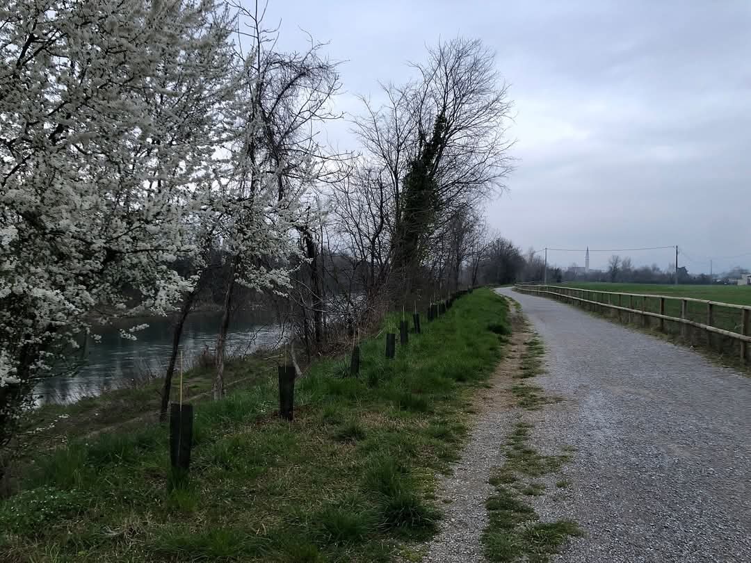 Il Servizio Fitosanitario ha completato il riforestamento della pista ciclabile del Brembo: sono state messe a dimora 500 piante con la collaborazione del vivaio forestale di Curno. Il polmone verde del paese, colpito dal #Tarloasiatico, ricomincia a respirare! #PlantHealth🌳