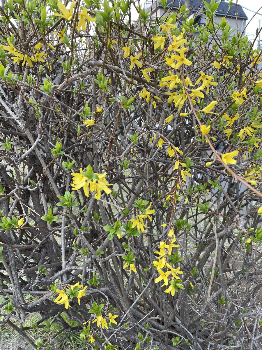 TStudy's tweet image. ふじのき公園のレンギョウ