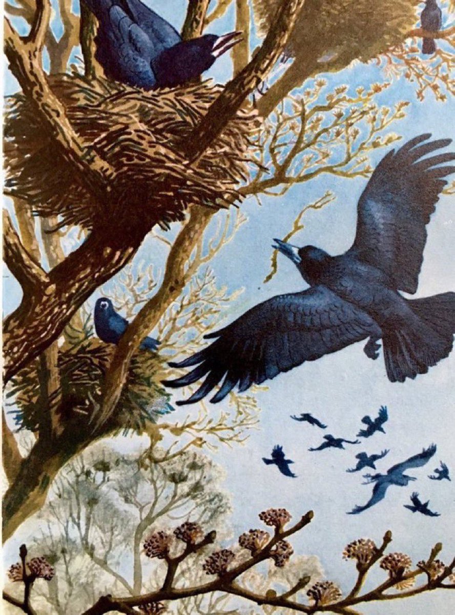 “Rooks are gathered in their rookeries, rebuilding the nests of last season” 
Artists: CF Tunnicliffe 
Writer: EL Grant Watson
(What to Look for in Winter, 1959)