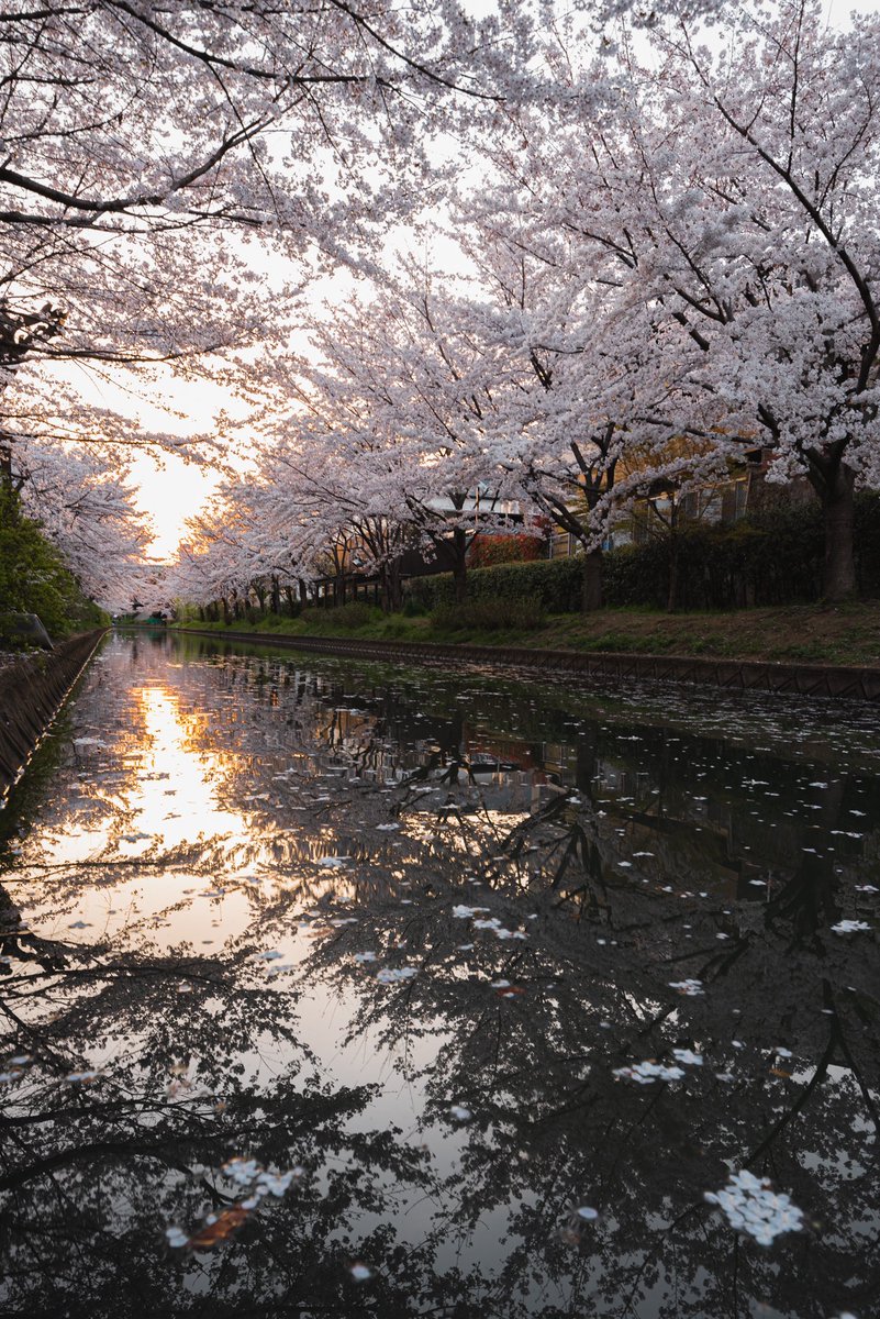 1年振りに桜の季節がやってくる🌸
#kyoto