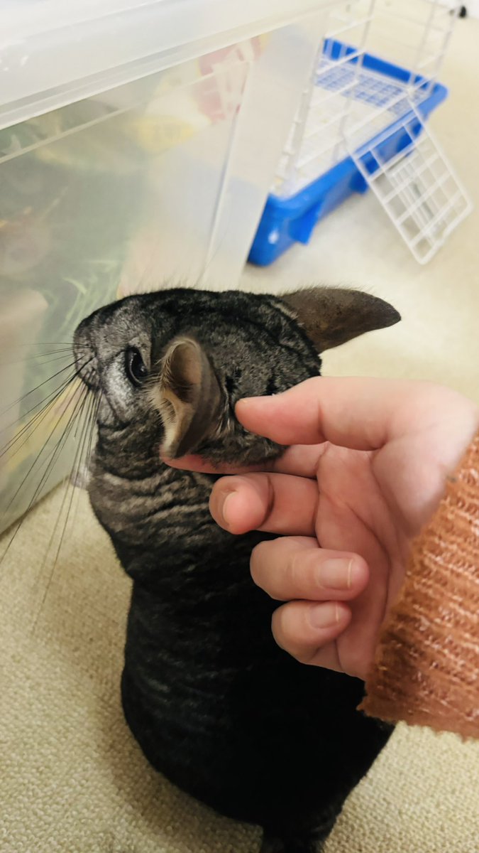 チンチラ走り回ってる 