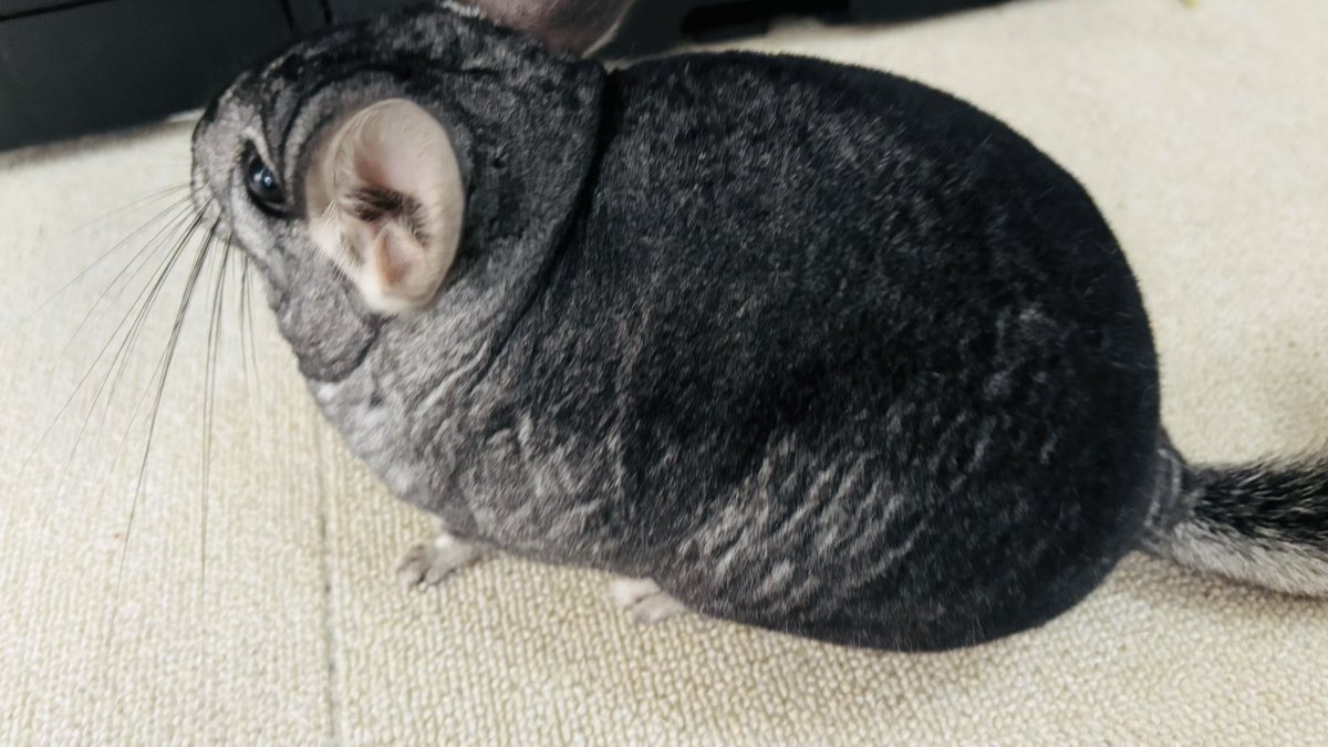 チンチラ走り回ってる 