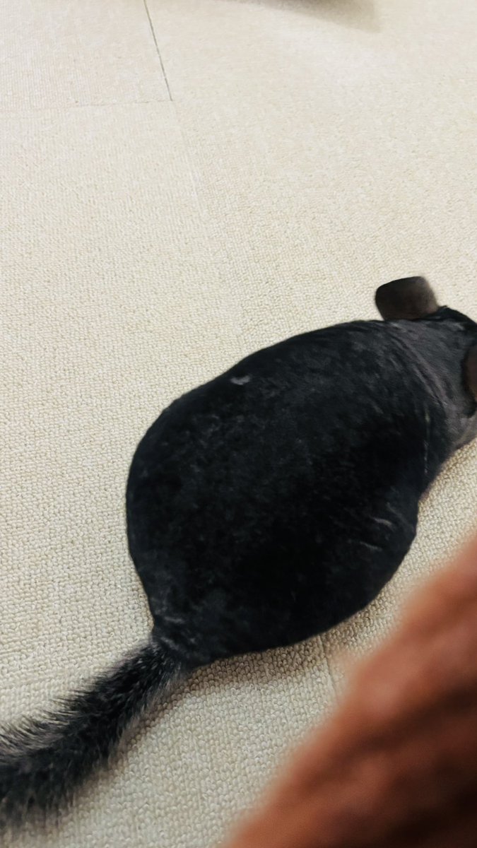 チンチラ走り回ってる 